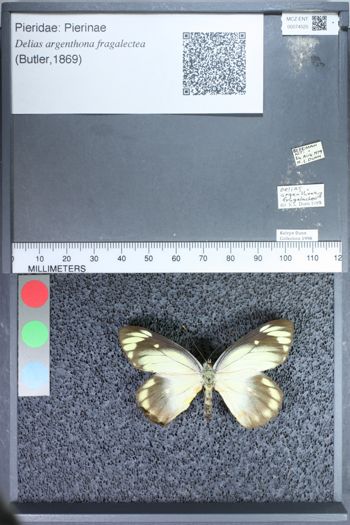 Media type: image;   Entomology 74525